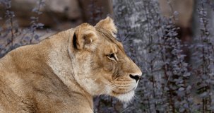 African Lion, panthera leo, Portrait of Female, Real Time 4K