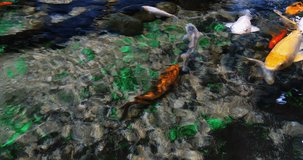 Koi Carp, cyprinus carpio, Adults Swimming in a Freshwater Aquarium in France, Real Time 4K