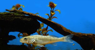 Zander, stizostedion lucioperca, Young Fish Swimming in a Freshwater Aquarium in France, Real Time 4K