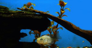 Zander, stizostedion lucioperca, Young Fish Swimming in a Freshwater Aquarium in France, Real Time 4K