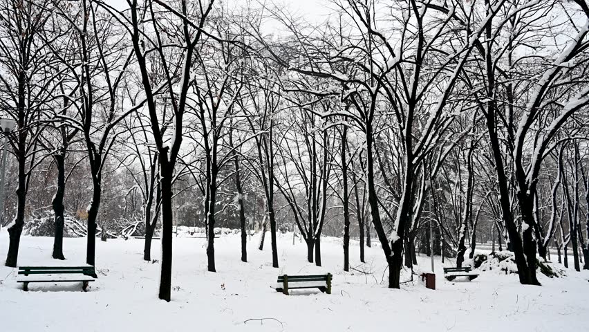 Park in the city in winter. Trees covered with snow. Winter Landscape.