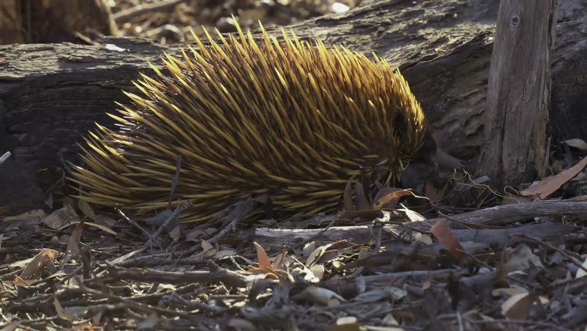Short-beaked Echidna - Tachyglossus aculeatus in the Australian bush, known as spiny anteaters, family Tachyglossidae in the monotreme order of egg-laying mammals, pokes and feeds on ants and walks.  Royalty-Free Stock Footage #1101177219