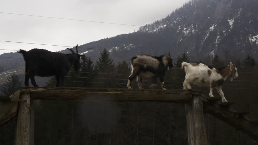 Goats in Austria, little female goat playing. Some pushing and a little head fight. Royalty-Free Stock Footage #1101178119
