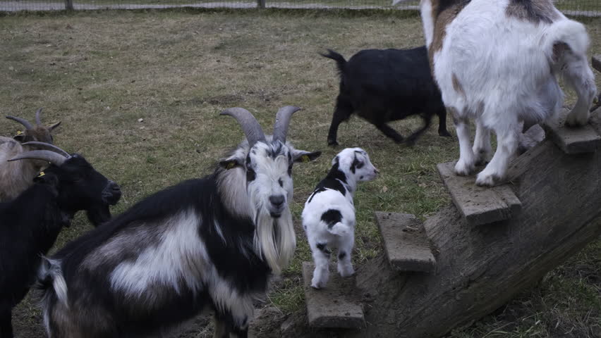 Goats in Austria, little female goat playing. Some pushing and a little head fight. Royalty-Free Stock Footage #1101178121
