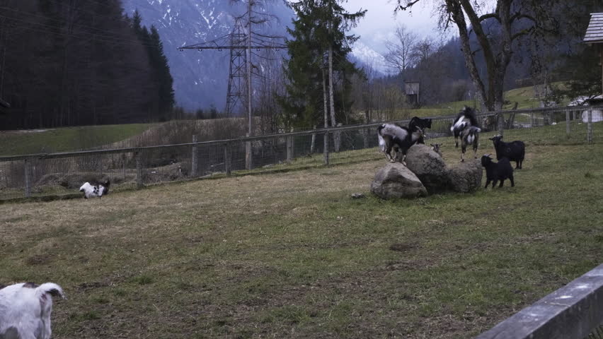 Goats in Austria, little female goat playing. Some pushing and a little head fight. Royalty-Free Stock Footage #1101178125