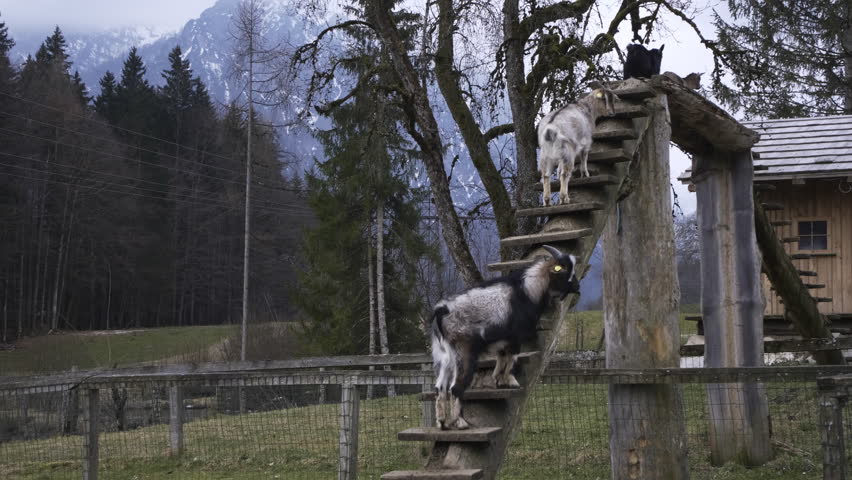 Goats in Austria, little female goat playing. Some pushing and a little head fight. Royalty-Free Stock Footage #1101178133