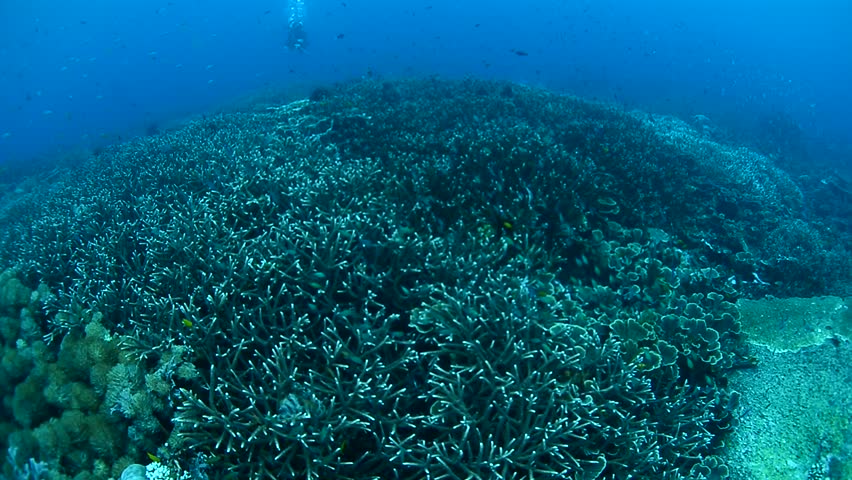 coral garden in raja ampat - melissa garden, indonesia