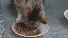 Video domestic cat is eating at home.