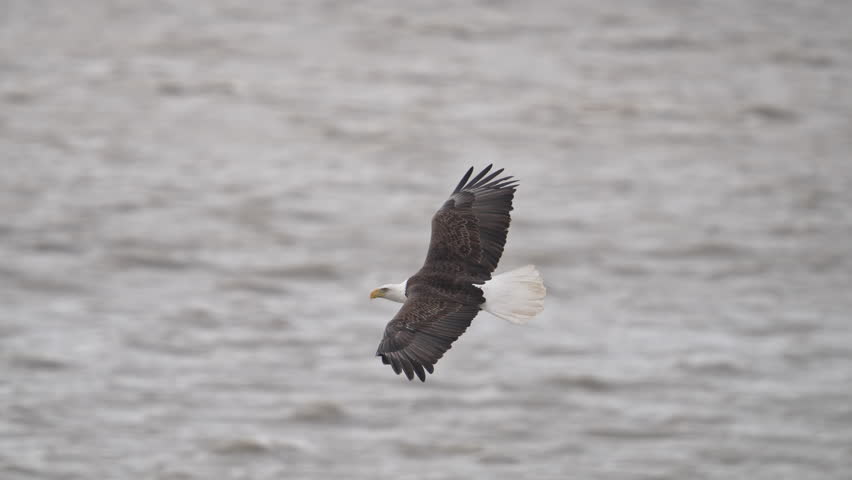 Bald Eagle Flying slow over the water of Utah Lake flying against the wind.