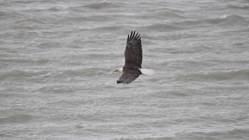 Bald Eagle flapping its wings flying low over lake in Utah.