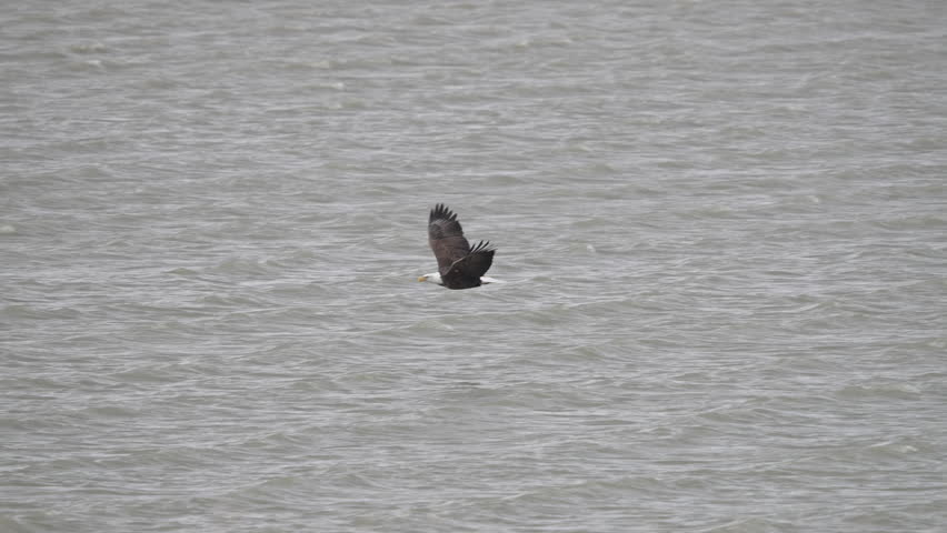 Bald Eagle flying low over Utah Lake rising up into the air as it fights the wind.