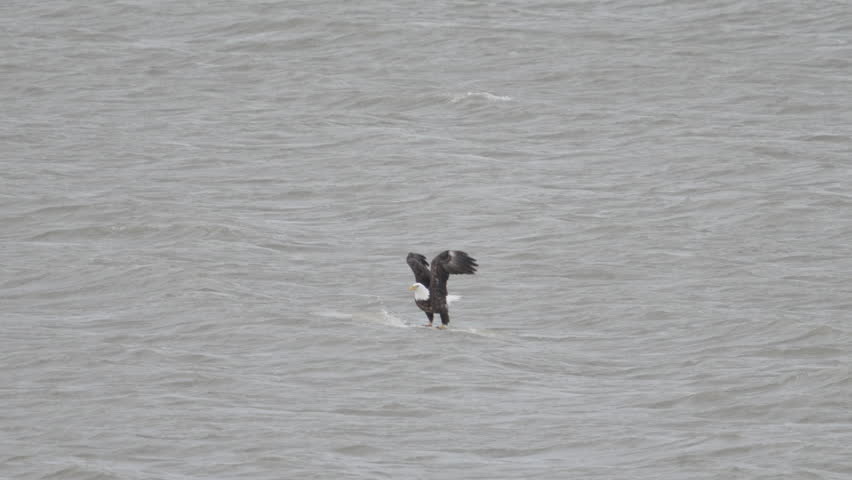 Bald Eagle taking flight from ice floating in Utah Lake and flying low over the surface of the water.