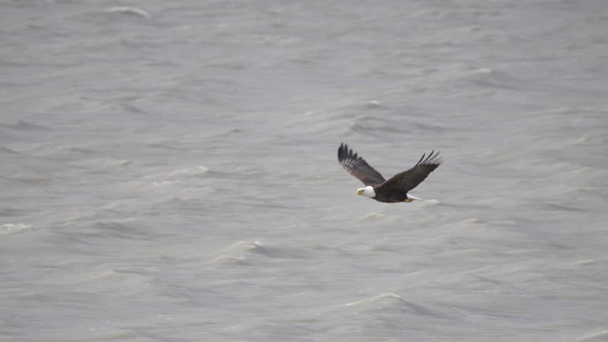 Bald Eagle flying in slow motion over Utah Lake rising above the water.