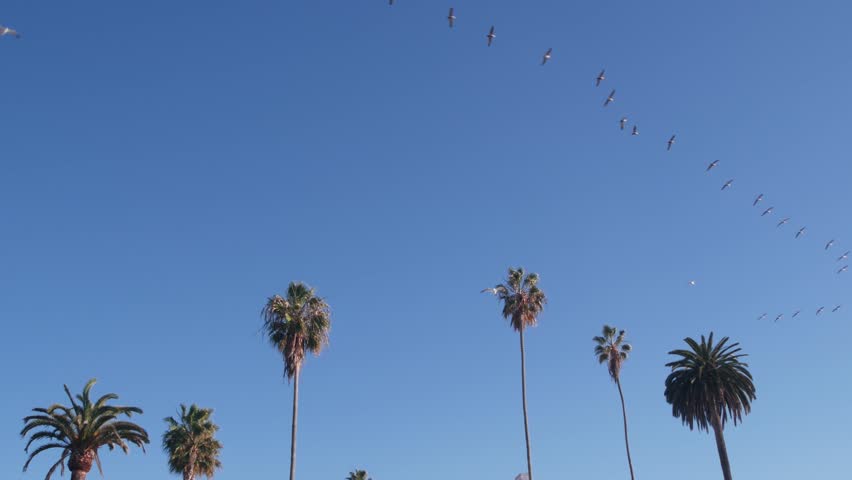 Flock of wild brown pelican flying, blue sky, palm trees by beach, California coast wildlife, USA summertime aesthetic. Many pelecanus soaring, flight above ocean in freedom. Birds wingspan, palmtrees