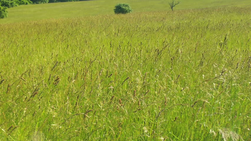Grass Field. Nature.