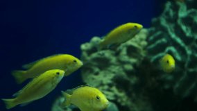 a flock of identical aquarium fish swims in an aquarium.