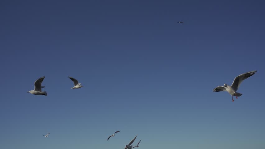 Seagulls fly in the blue sky, they are fed with bread, Slow Motion. HLG Bt.2020 ungraded.