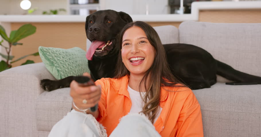 Woman laughing and watching tv with her dog in living room for comedy show, streaming movie or film relax, happy and joy. Funny person watch television with puppy pet, animal or Labrador retriever Royalty-Free Stock Footage #1101192447