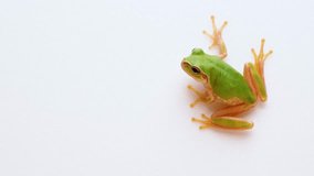 4K video of Tree frog sticking to white background