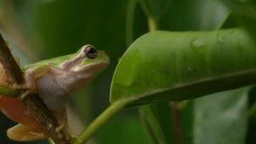 4K Video of a tree frog on grass.