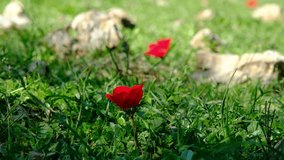 A vibrant red anemone flower in focus, while a deep green grass and another anemone flower are out of focus in the background. a lovely 4K video clip.