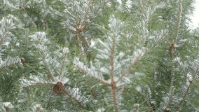 Christmas Natural Background with Beautiful Green Pine Branches and Snowfall. Evergreen Tree and Many Particles of Snow in the Air. Winter Forest Landscape. Copy Space. Super Slow Motion video footage
