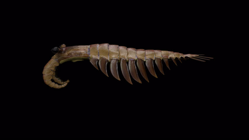 Anomalocaris Ancient Animal 3D Animation Video With Alpha