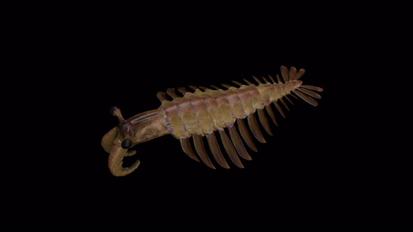 Anomalocaris Ancient Animal 3D Animation Video With Alpha