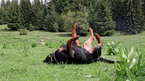 Playful dog of the Rottweiler breed tumbles in meadow with high grass bathed in sunlight