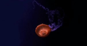 Black Jellyfish or Black Sea Nettle, Pacific Ocean, chrysaora achlyos, Seawater Aquarium in France, Real Time 4K