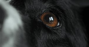 Border Collie Dog, Portrait of male, Close up of Nose and Eye, Real Time 4K