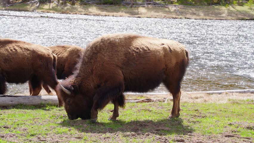 Buffalos or bisons grazing grass on green meadow in Yellowstone. Wildlife animal refuge for great herds of American Bison Buffalo. Ecosystem environment conservation, biology diversity, wilderness 4K

