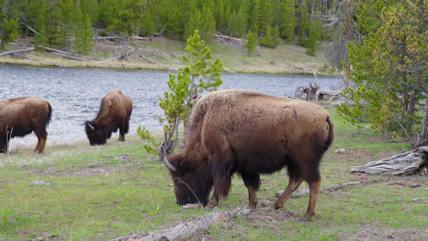 Buffalos or bisons grazing grass on green meadow in Yellowstone. Wildlife animal refuge for great herds of American Bison Buffalo. Ecosystem environment conservation, biology diversity, wilderness 4K
