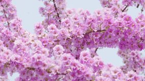 Nature video Beautiful pink sakura flower Thailand high quality video 4k ProRes422