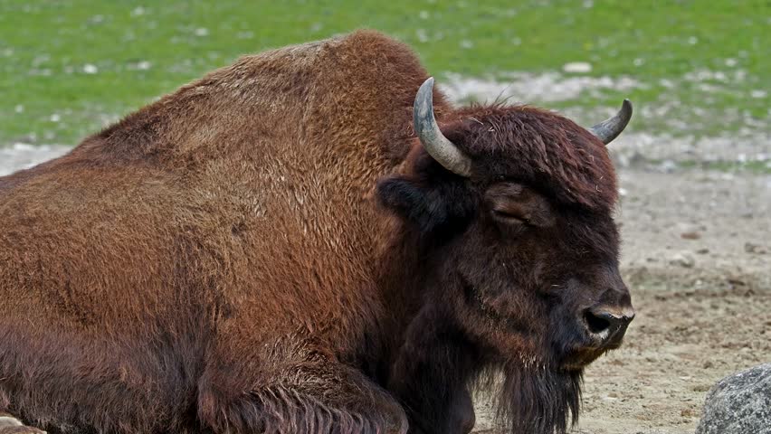 The American bison or simply bison, also commonly known as the American buffalo or simply buffalo, is a North American species of bison that once roamed North America in vast herds.