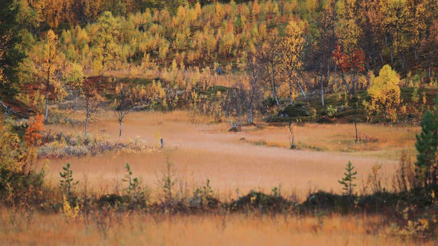 Withered grass on the flooded meadows in Norwegian tundra  Royalty-Free Stock Footage #1101220197