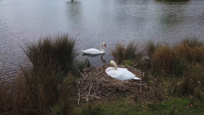 Female mute swan sitting on a nest of eggs near a lake. Real time.