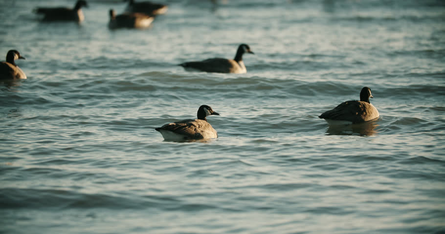 Canadian Geese Swimming in Lake Water Waves during Summer Sunset. Slow Motion Goose Flock Bird Migration Waterfowl Close Up Sunrise Dusk 4K