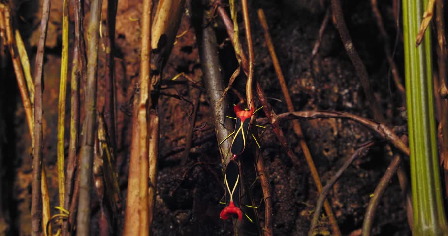 Closeup of mating pair of assassin bugs trying to hold on over a vine in the rain forest