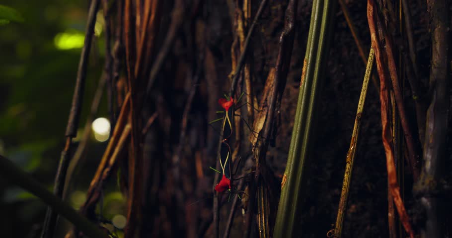 Dolly in shot towards a pair of Mating Assassin bugs on woody creepers in the amazon rain forest of Peru