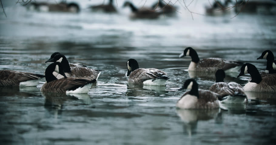 Flock of Wild Canadian Geese Swimming in Calm Lake Water. Goose with Snow on Beak Self Cleaning in Icy Pond Slow Motion Bird Preening 4K