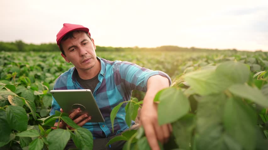 the farmer works in the field with soybean. farmer work in tablet soybean plantation field beans concept. business agriculture. soy bean growing vegetables plant light. bio agriculture farm Royalty-Free Stock Footage #1101230787