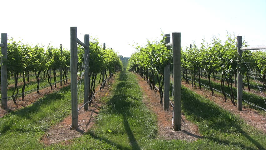 Vineyard Crop Rows.
