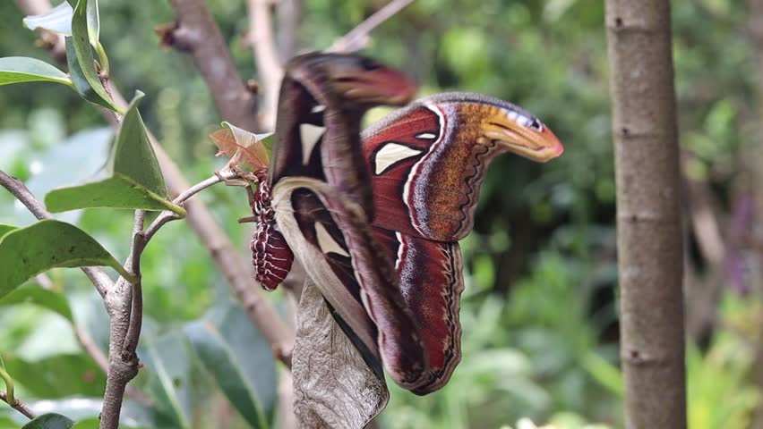 beauty of the Attacus Atlas or Atlas Moth, one of the largest moths in the world, being held delicately in a human hand. perfect for use in scientific or educational materials.