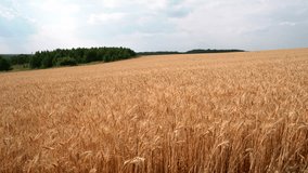 Aerial of farm field with summer hay. Media. Drone flying above golden wheat field with forest on the background and cloudy sky. - Powered by Shutterstock - Get 15% off with code: PIKWIZARD15