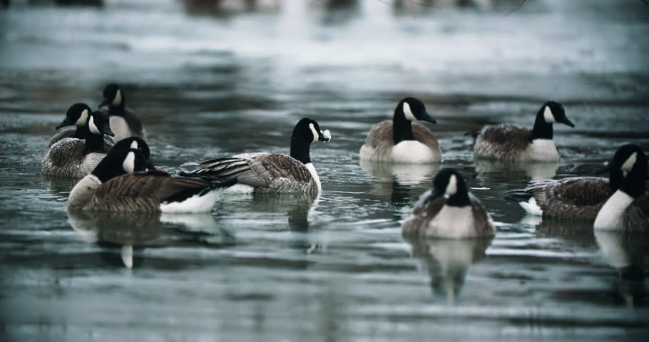 Flock of Wild Canadian Geese Swimming in Cold Lake Water. Waterfowl Goose Family in Icy Pond with Snow on Beak Slow Motion Bird Migration 4K