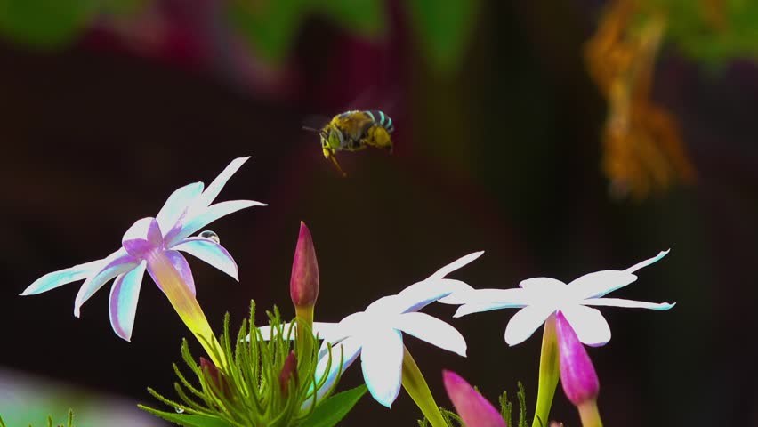 A blue banded bee, visits some beautiful white flowers. Royalty-Free Stock Footage #1101239535