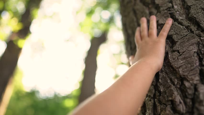 hand of a little ecologist child touches the trunk of a tree bark in forest park. gentle touch of child on the trunk of a tree of life. Nature in caring hands: children protect lifestyle the forest Royalty-Free Stock Footage #1101240759