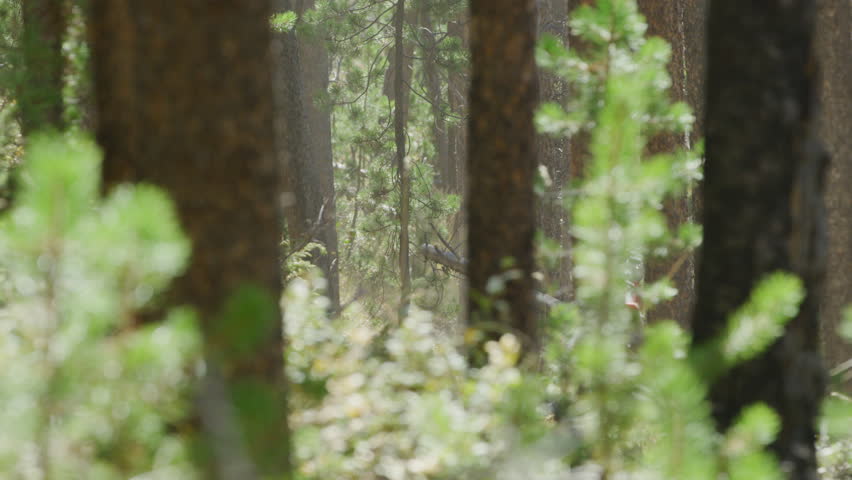 Slow motion of dirt biker riding through pine trees in Colorado forest in summer