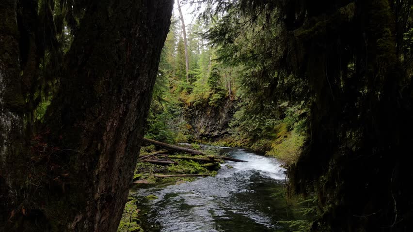 Aerial shot of the lush forest and moss covered rocks along the McKenzie River in Oregon.